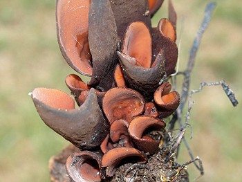 Wynnea americana