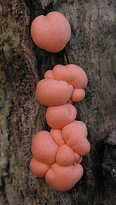 Lycogala epidendrum