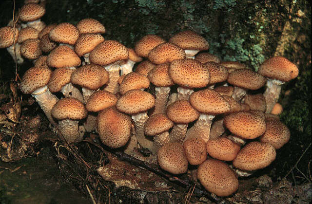 Honey Mushrooms