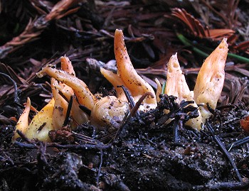 Clavulinopsis laeticolor