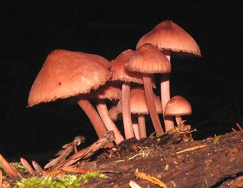 Mycena sp.