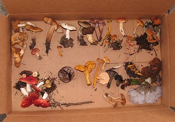 Hugh's ID-table collection