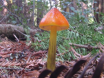 Hygrocybe�conica