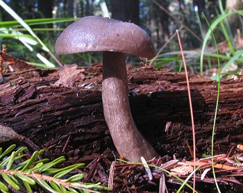 Lactarius sp.