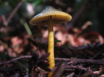 Hygrocybe�psittacina