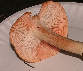 Hygrophorus pudorinus