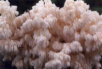Hericium ramosum