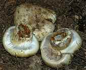 Cortinarius verrucisporus