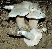 Entoloma sp.