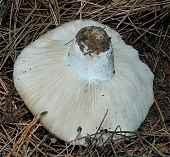 Russula brevipes var. acrior