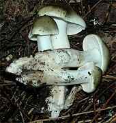 Tricholoma _saponaceum