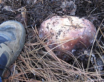 Boletus aereus