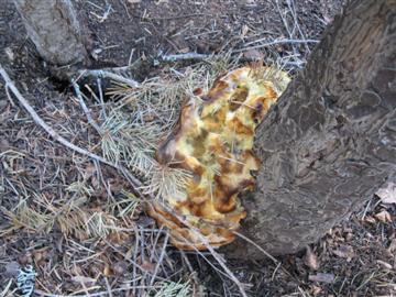 Phaeolus schweinitzii