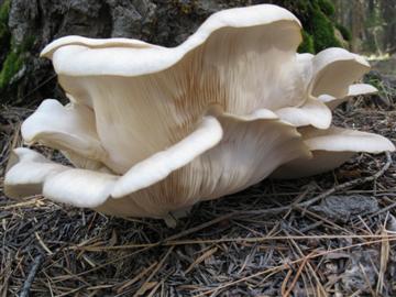 Pleurotus ostreatus