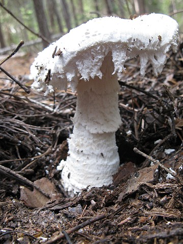 Amanita Smithiana