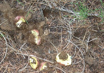 Pretty dirty Boletus regius