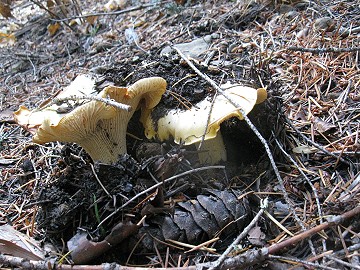 Cantharellus cascadensis