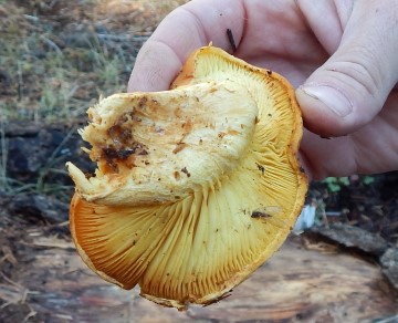 Gymnopolis?