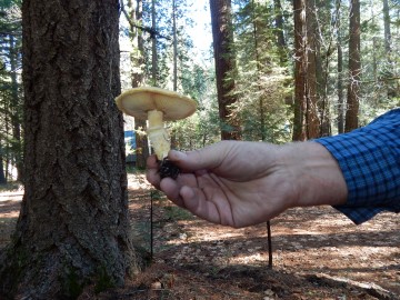 Armillaria albolanaripes (sheathed Armillaria)