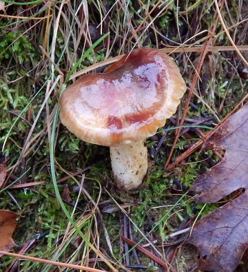 Hygrocybe sp. (Waxy Caps)