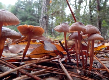 Mycena pura?