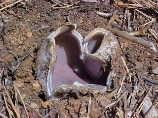 Sarcosphaera crassa