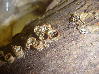 Bird's Nest fungus
