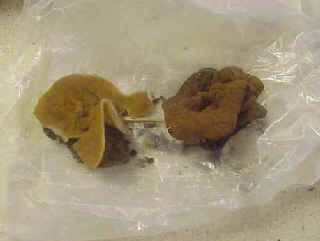Discina perlata