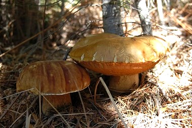 taru/taru-edulis3.jpg